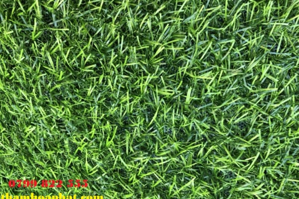 mẫu cỏ nhân tạo 2 cm